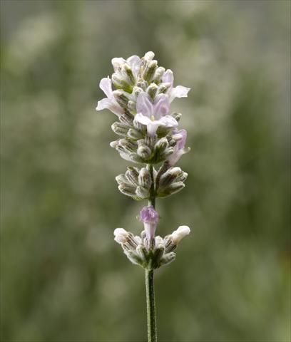 photo of flower to be used as: Pot and bedding Lavandula angustifolia Aromatico Silver