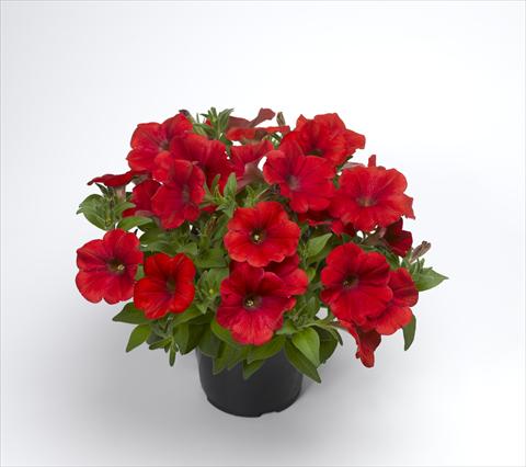 photo of flower to be used as: Pot and bedding Petunia hybrida Sanguna Patio Red