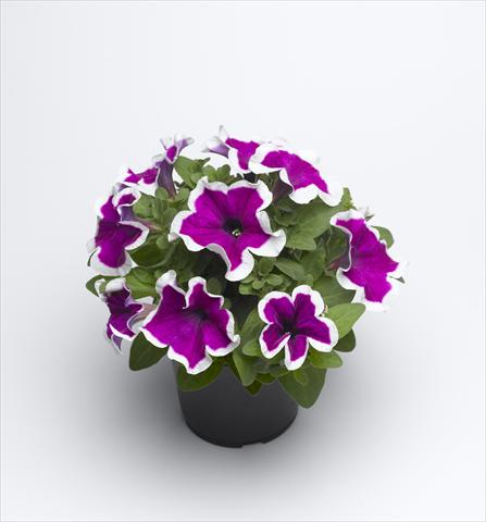 photo of flower to be used as: Pot and bedding Petunia hybrida Sanguna Purple Picotee