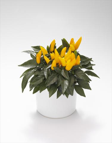 photo of flower to be used as: Basket / Pot Capsicum annuum Favorit Yellow