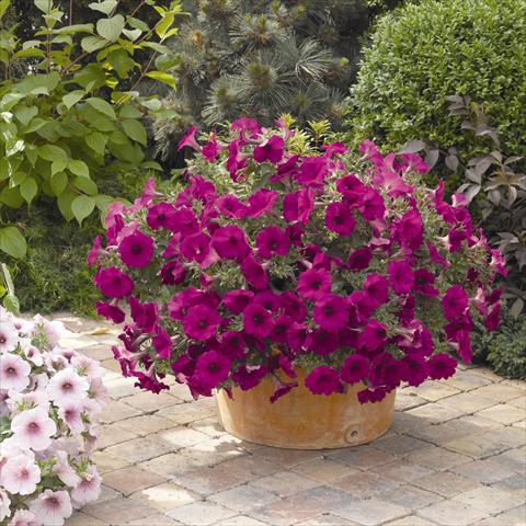 photo of flower to be used as: Pot and bedding Petunia hybrida Sanguna Purple