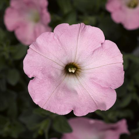 photo of flower to be used as: Pot and bedding Petunia hybrida Sanguna Sweet Pink