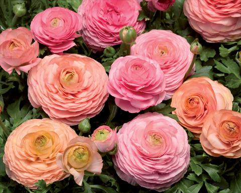 photo of flower to be used as: Pot Ranunculus asiaticus Magic Pink Peach