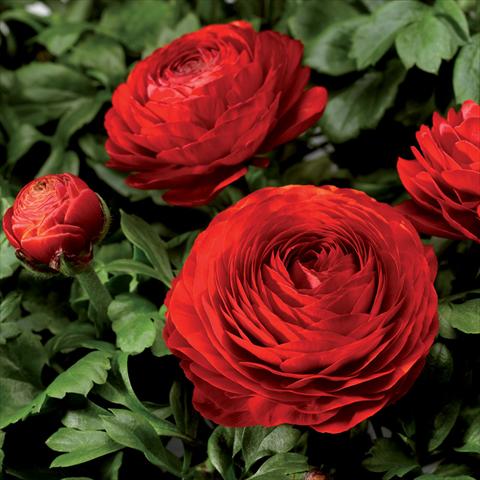 photo of flower to be used as: Pot Ranunculus asiaticus Magic Red Improved