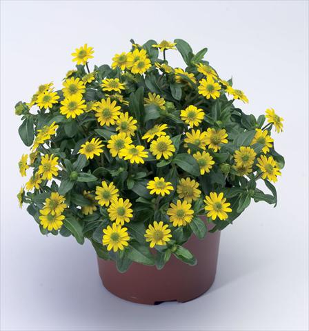 photo of flower to be used as: Pot Sanvitalia procumbens Sundance Compact Improved
