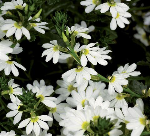 photo of flower to be used as: Pot Scaevola aemula Bombay Early Compact White