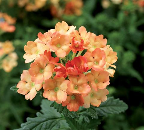 photo of flower to be used as: Pot Verbena hybrida Obsession Apricot Improved