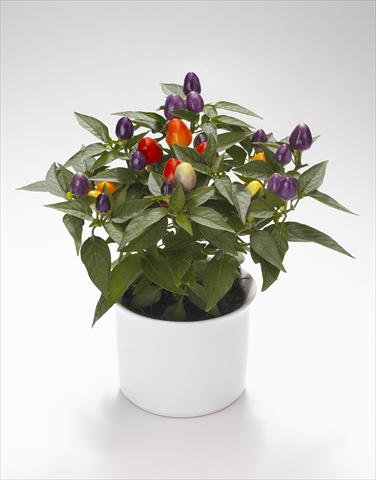 photo of flower to be used as: Basket / Pot Capsicum annuum Festival Bicolor