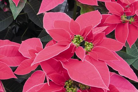photo of flower to be used as: Pot Poinsettia - Euphorbia pulcherrima Luv U Ho Pink