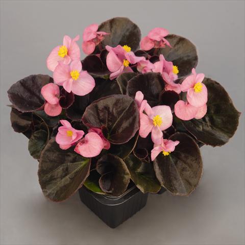 photo of flower to be used as: Pot and bedding Begonia semperflorens Serie Nightlife F1