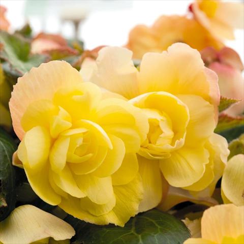 photo of flower to be used as: Pot and bedding Begonia tuberhybrida Illumination® Lemon F1