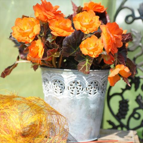 photo of flower to be used as: Pot Begonia tuberhybrida Nonstop® Serie Mocca Bright Orange F1