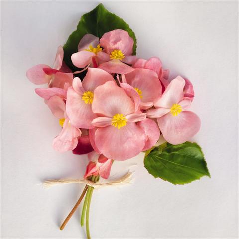 photo of flower to be used as: Pot and bedding Begonia x benariensis BIG® Pink Green Leaf  F1