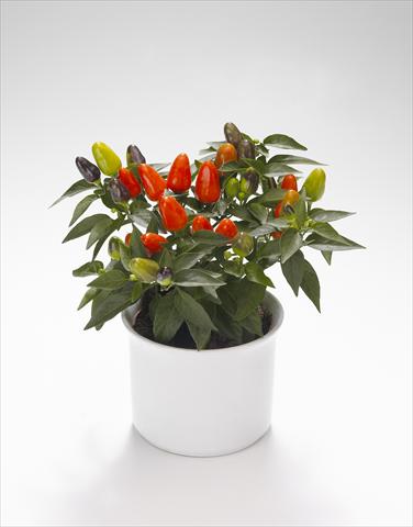 photo of flower to be used as: Basket / Pot Capsicum annuum Festival Orange
