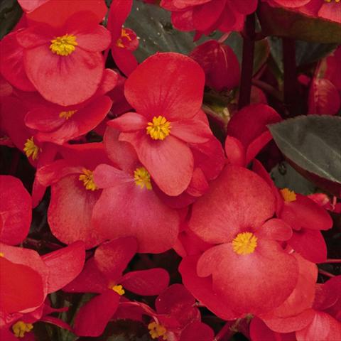 photo of flower to be used as: Pot and bedding Begonia x benariensis BIG® Red Bronze Leaf F1