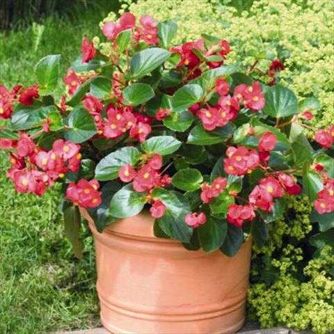 photo of flower to be used as: Pot and bedding Begonia x benariensis BIG® Red Green Leaf F1