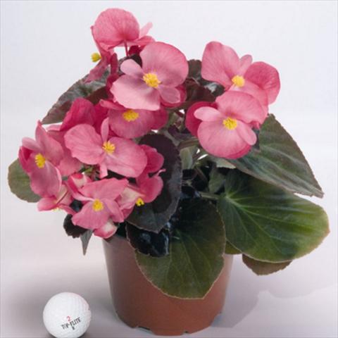 photo of flower to be used as: Pot and bedding Begonia x benariensis BIG® Rose Bronze Leaf F1