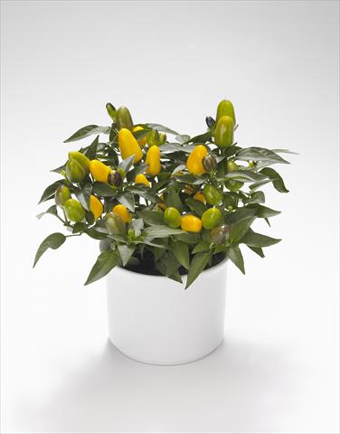 photo of flower to be used as: Basket / Pot Capsicum annuum Festival Yellow
