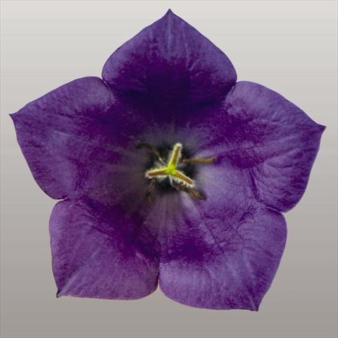 photo of flower to be used as: Bedding / border plant Campanula carpatica Pearl Deep Blue F1
