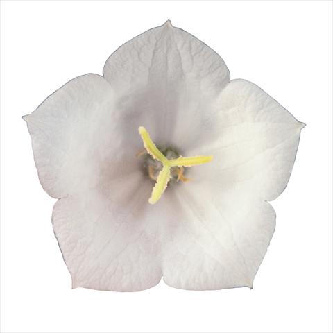 photo of flower to be used as: Bedding / border plant Campanula carpatica Pearl White Pearl F1