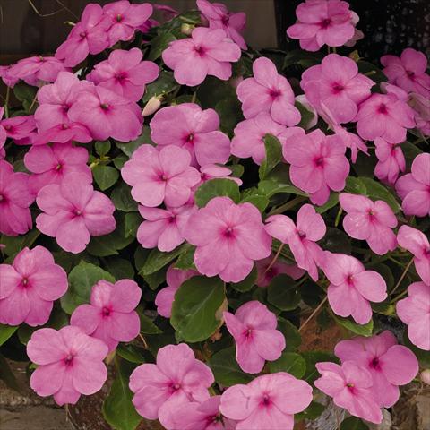 photo of flower to be used as: Bedding / border plant Impatiens walleriana Lollipop™ Bubblegum Pink F1