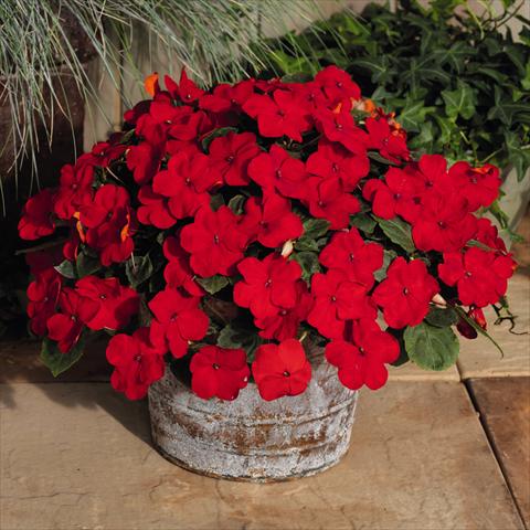 photo of flower to be used as: Pot and bedding Impatiens walleriana Lollipop™ Cherry Red F1