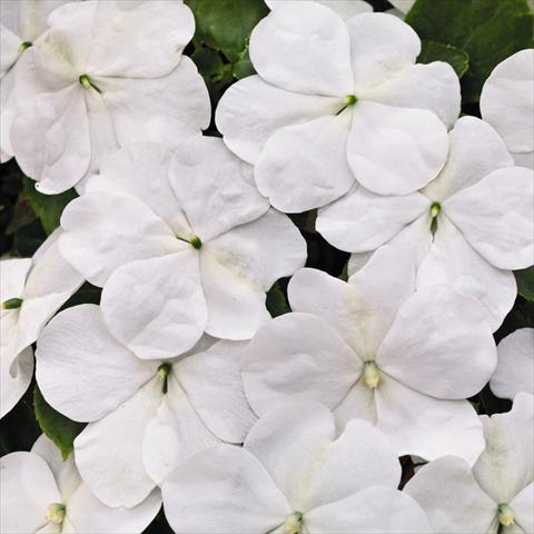photo of flower to be used as: Pot and bedding Impatiens walleriana Lollipop™ Coconut White F1