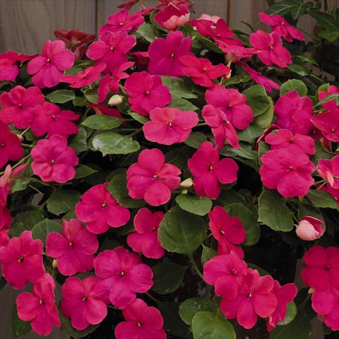 photo of flower to be used as: Pot and bedding Impatiens walleriana Lollipop™ Fruit Punch Rose F1