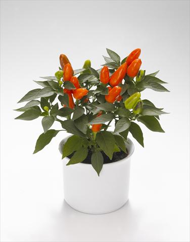 photo of flower to be used as: Basket / Pot Capsicum annuum Karneval Deep Orange