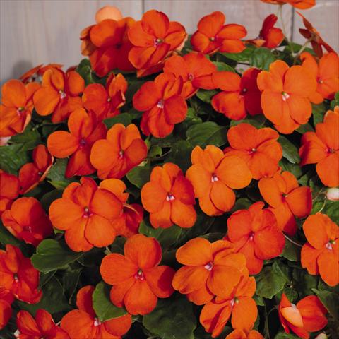 photo of flower to be used as: Pot and bedding Impatiens walleriana Lollipop™ Orange F1
