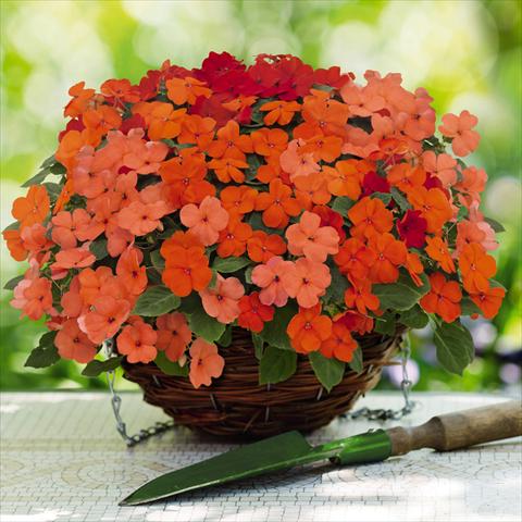 photo of flower to be used as: Pot and bedding Impatiens walleriana Lollipop™ Peach Salmon F1