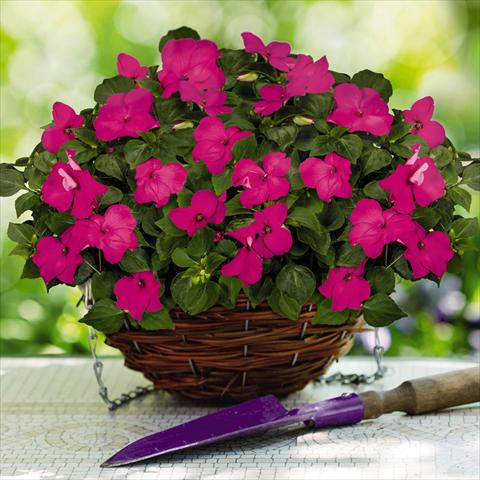 photo of flower to be used as: Pot and bedding Impatiens walleriana Lollipop™ Pomegranate Carmine F1