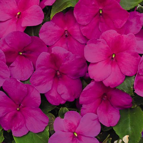 photo of flower to be used as: Pot and bedding Impatiens walleriana Lollipop™ Raspberry Violet F1