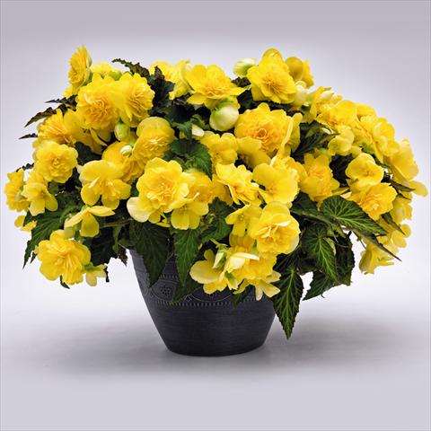 photo of flower to be used as: Pot and bedding Begonia tuberhybrida Nonstop® JOY Yellow F1