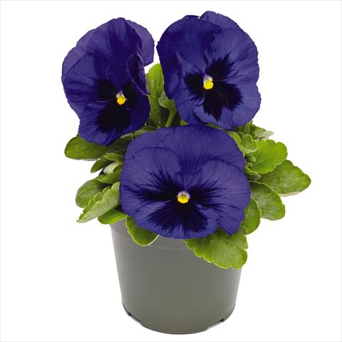 photo of flower to be used as: Pot and bedding Viola wittrockiana Inspire® DeluXXe F1 Deep-Blue-Blotch