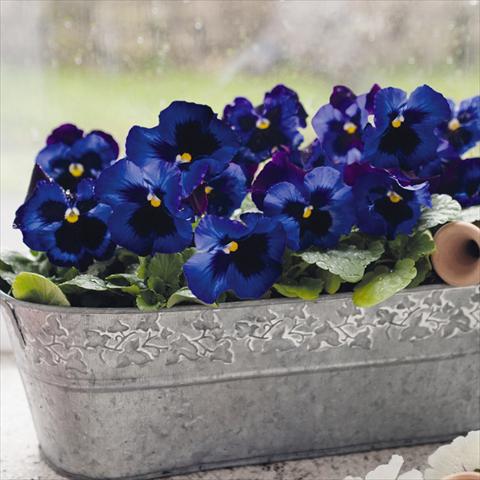 photo of flower to be used as: Pot and bedding Viola wittrockiana Inspire® F1 DeluXXe Denim