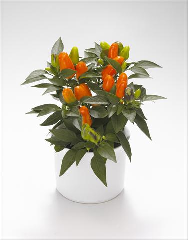 photo of flower to be used as: Basket / Pot Capsicum annuum Karneval Orange