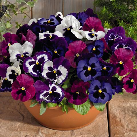 photo of flower to be used as: Pot and bedding Viola wittrockiana Inspire® F1 DeluXXe Mulberry Mix
