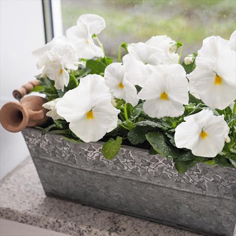 photo of flower to be used as: Pot and bedding Viola wittrockiana Inspire® F1 DeluXXe White
