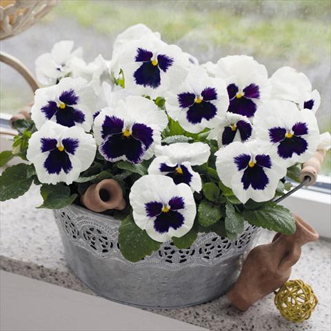 photo of flower to be used as: Pot and bedding Viola wittrockiana Inspire® F1 DeluXXe White Blotch