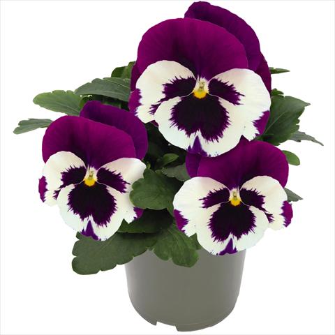 photo of flower to be used as: Pot and bedding Viola wittrockiana Inspire® F1 DeluXXe White Violet Wing