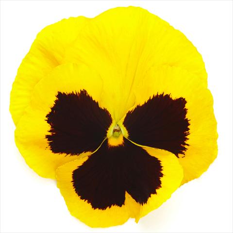 photo of flower to be used as: Pot and bedding Viola wittrockiana Inspire® F1 DeluXXe Yellow Blotch