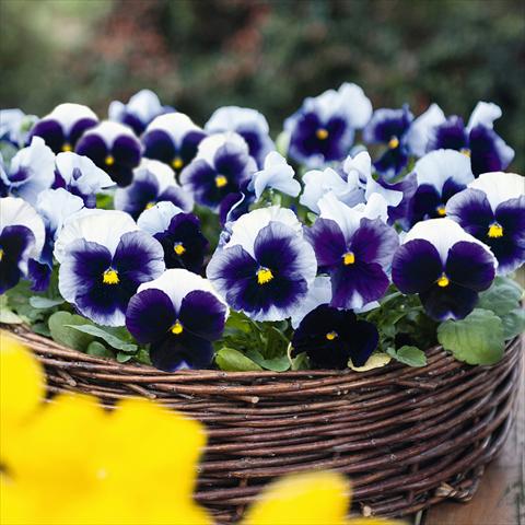 photo of flower to be used as: Pot and bedding Viola wittrockiana Inspire® F1 PLUS Beaconsfield