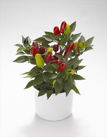 photo of flower to be used as: Basket / Pot Capsicum annuum Karneval Red