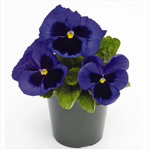 photo of flower to be used as: Pot and bedding Viola wittrockiana Inspire® F1 PLUS Blue Blotch