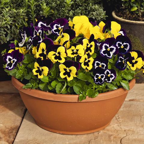 photo of flower to be used as: Pot and bedding Viola wittrockiana Inspire® F1 PLUS Mardi Gras Mix
