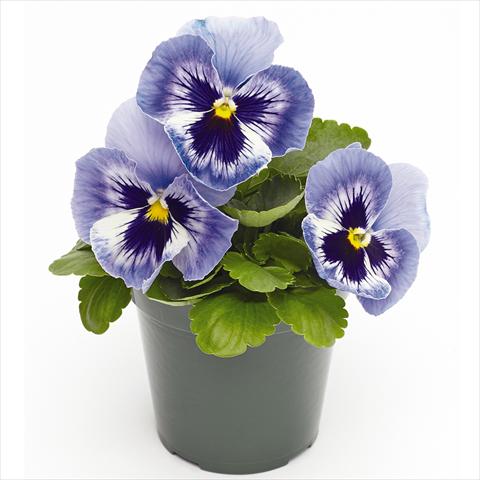photo of flower to be used as: Pot and bedding Viola wittrockiana  F1 Inspire® Serie PLUS Marina
