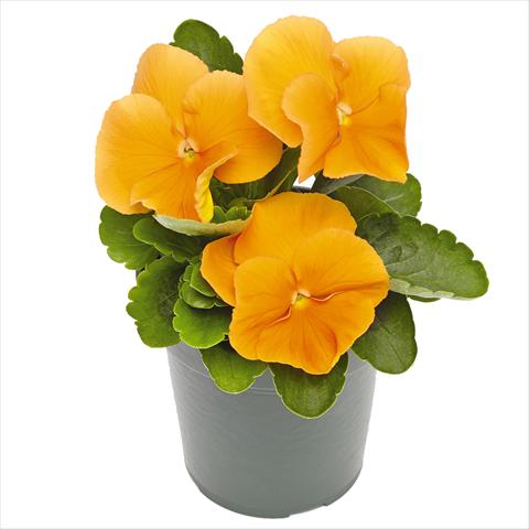 photo of flower to be used as: Pot and bedding Viola wittrockiana Inspire® F1 PLUS Orange