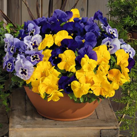 photo of flower to be used as: Pot and bedding Viola wittrockiana Inspire® F1 PLUS Sun n Surf Mix