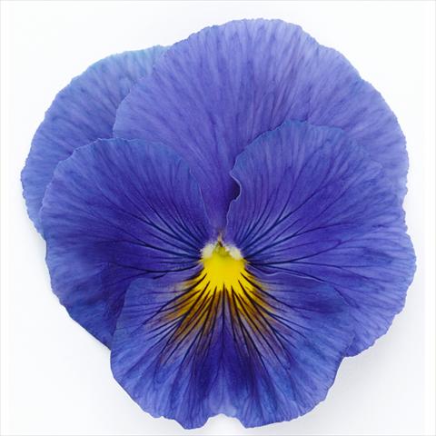 photo of flower to be used as: Pot and bedding Viola wittrockiana Inspire® F1 PLUS True Blue